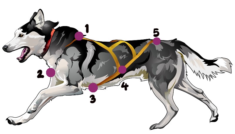 Bien choisir son harnais - canicross - mushing - Vérification du harnais en 5 points
