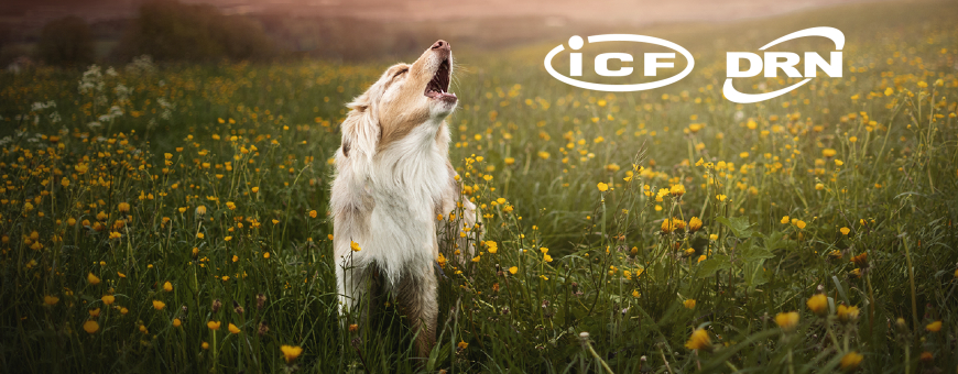 ICF Pet