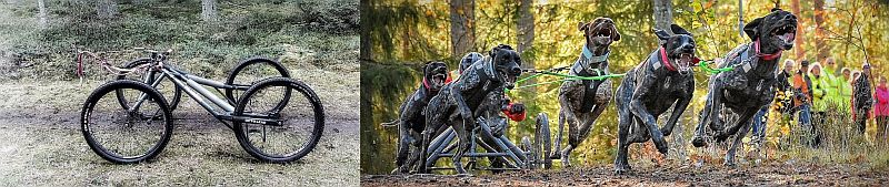 Kart pour chien - Kart 4 roues léger