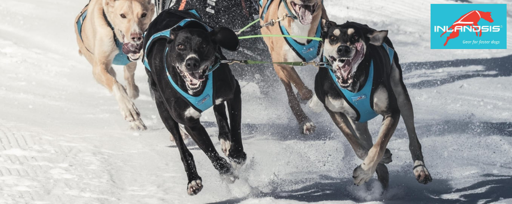 Inlandsis - Gear for faster dog - L'expert français des sports canins attelés