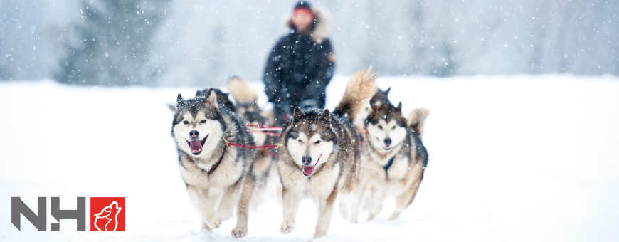 Northern Howl - Equipements pour chiens de sport (loisirs et professionnels)