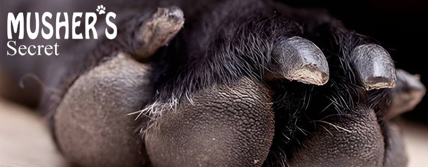 Musher's Secret - Baume protecteur pour les pattes des chiens