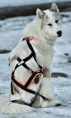 harnais traction x-back - Harnais Northern Howl Swisscool Mushing X-Back classique