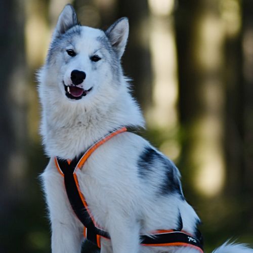 Harnais Northern Howl X-Back classique - Le répartiteur sternal du harnais pour un positionnement optimal du harnais sur la cage thoracique