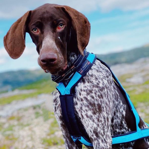 Harnais VIP Dogwear X-Back R - Le répartiteur sternal du harnais pour un positionnement optimal du harnais sur la cage thoracique