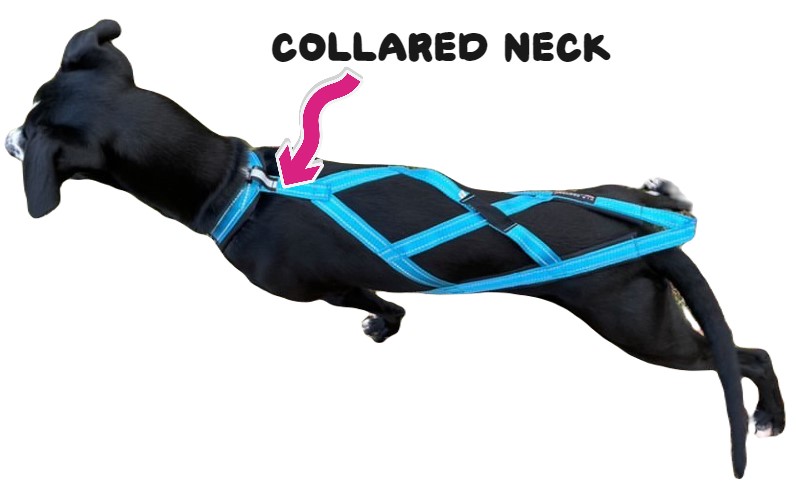 harnais de traction chien V.I.P. Dogwear X-Back R - collared neck - dégagement des épaules