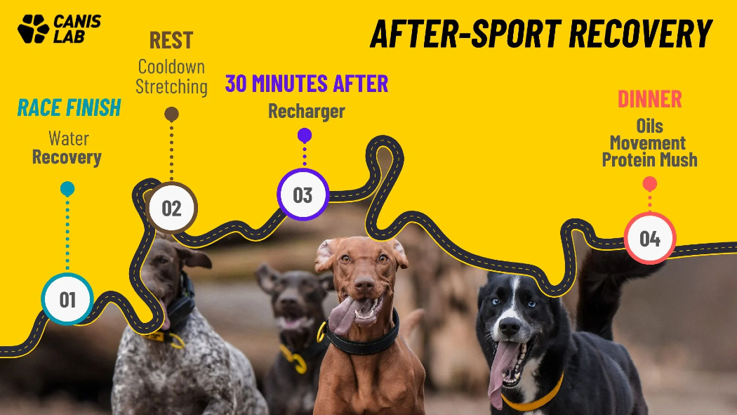 Complément alimentaire pour chien  Canis Lab - Récupération après l'activité sportive