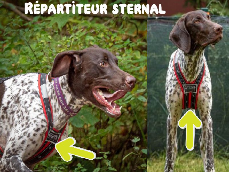 Harnais Musher Anvik - Le répartiteur sternal du harnais est plus large pour un positionnement optimal du harnais sur la cage thoracique