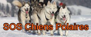 association sos chiens polaires