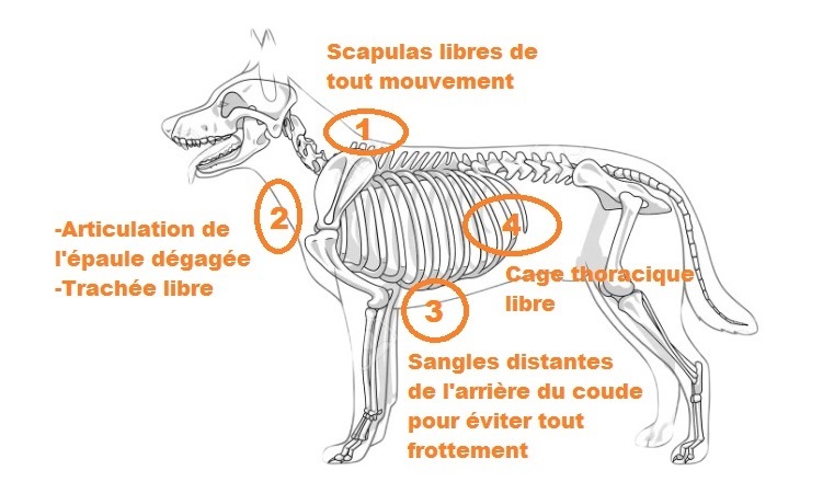 Bien choisir son harnais - canicross - mushing - côtes chien