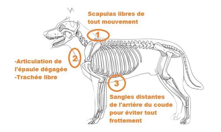 Bien choisir son harnais - canicross - mushing - coude chien