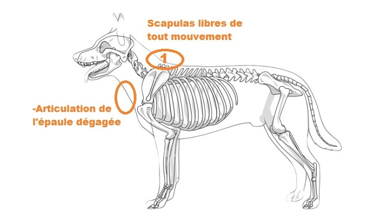 Bien choisir son harnais - canicross - mushing - omoplate - scapula - chien
