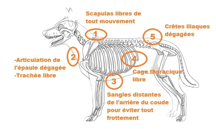 Bien choisir son harnais - canicross - mushing - crêtes iliaques chien