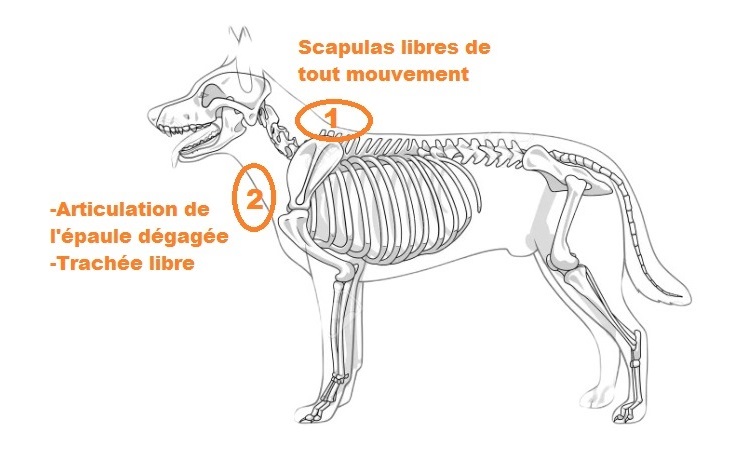 Bien choisir son harnais - canicross - mushing - sternum chien