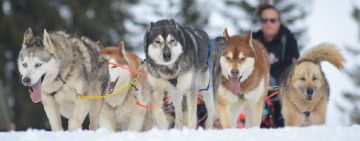 Traineau à chien RSS Explorer - RS-Sleds en action