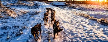 Traineau à chien RSS Explorer - RS-Sleds en action