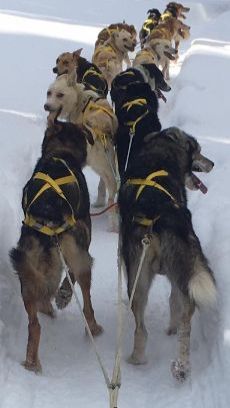 Traineau à chien RSS - RS-Sleds en action - Explorer 150