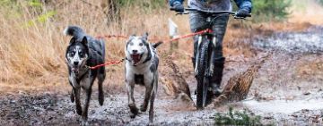 trottinette gravity scooters m10 - canitrottinette 1 à 4 chiens