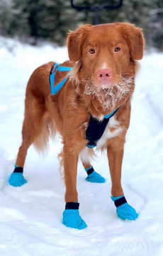harnais traction x-back - Harnais VIP Dogwear X-Back classique turquoise