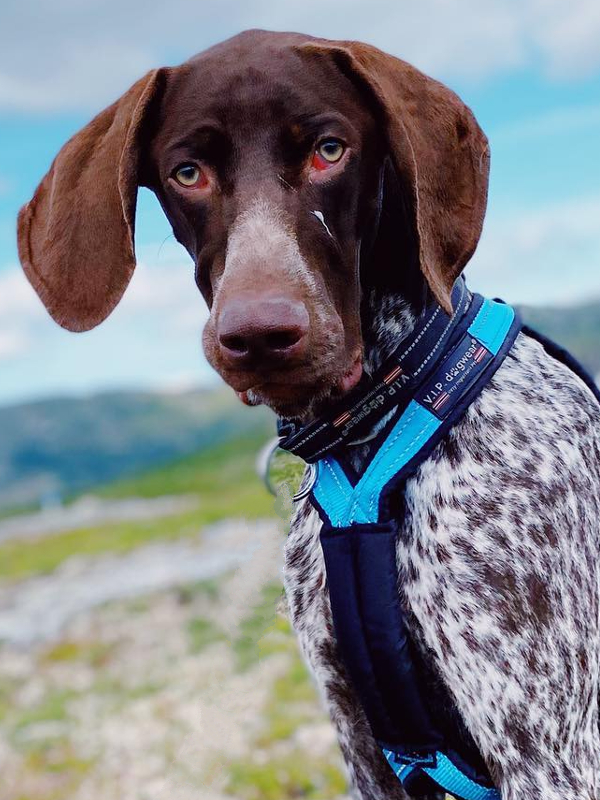 Harnais VIP Dogwear X-Back classique - Le répartiteur sternal du harnais pour un positionnement optimal du harnais sur la cage thoracique